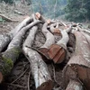 Phú Thọ: Xử nghiêm vụ phá rừng đặc dụng ở Vườn quốc gia Xuân Sơn