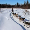 Iditarod - Cuộc đua chó kéo xe trượt tuyết khắc nghiệt nhất thế giới