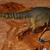 Australia xác định một loài khủng long mới có kích thước lớn nhất