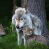 Mỹ: Lứa sói xám đầu tiên ra đời tại bang Colorado trong 80 năm qua