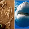 Phát hiện người đầu tiên bị cá mập cắn chết cách đây 3000 năm