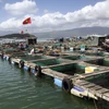 Kiên Giang: Quản lý theo khu vực để phát triển nghề nuôi biển hiệu quả