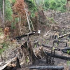 Phú Yên yêu cầu làm rõ vụ phá rừng phòng hộ Sơn Hòa như TTXVN phản ánh