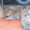 Nghệ An: Thông tin chính thức về các cá thể hổ bị công an thu giữ