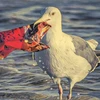 Báo động tình trạng chim biển nuốt phải phụ gia nhựa độc hại