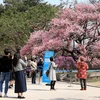 Hàn Quốc: Thu nhập hộ gia đình tăng kỷ lục nhờ đà phục hồi kinh tế