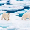 Gấu Bắc Cực thay đổi "khẩu vị" để thích ứng với biến đổi khí hậu