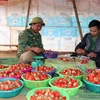 [Photo] Nông dân Sơn La thu chục tỷ mỗi năm nhờ trồng dâu tây