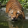 Quỹ Quốc tế bảo vệ thiên nhiên: Loài hổ có thể đã tuyệt chủng tại Lào