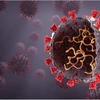 Phát hiện mới về cách hệ miễn dịch phản ứng với virus SARS-CoV-2