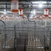 Phú Yên khánh thành trang trại chăn nuôi lợn giống công nghệ cao