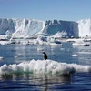 Nhiệt độ Nam Cực cao chưa từng thấy, hơn kỷ lục cũ 1,5 độ C