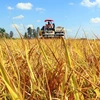 Đồng Tháp hướng tới hình thành vùng sản xuất gạo ngon đặc sản