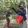 Táo được giá cao, nông dân Ninh Thuận phấn khởi thu hoạch