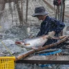 Ngành cá tra Việt Nam hứa hẹn bước vào chu kỳ phát triển mới