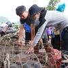 Hình ảnh độc đáo về chợ lợn cắp nách ở thành phố Lai Châu