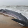Phát hiện xác cá voi “khủng” dạt vào bờ tại xã đảo Quan Lạn