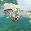 Báo động tình trạng ô nhiễm rác thải nhựa ở ngoài khơi Australia