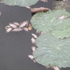 Công bố nguyên nhân cá chết hàng loạt tại hồ sinh thái Bàu Sen