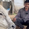 Ấn Độ, Indonesia triển khai tiêm vaccine phòng bệnh cho gia súc