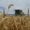 Nga vẫn có thể đạt kỷ lục trong vụ thu hoạch ngũ cốc năm 2022