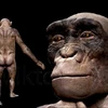 Tổ tiên loài người đã đứng thẳng và đi bằng hai chân 7 triệu năm trước
