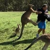 Australia: Cụ ông 77 tuổi thiệt mạng do bị kangaroo tấn công