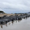 Gần 200 con cá voi hoa tiêu bị chết do mắc cạn tại bờ biển Australia