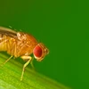 Tìm hiểu những bí mật của bệnh ung thư thông qua ruồi giấm