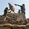 Nguồn cung trong nước ổn định, Ấn Độ dỡ bỏ lệnh cấm xuất khẩu gạo