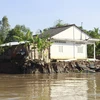 Vĩnh Long: Sạt lở bờ sông Cổ Chiên làm 13 căn nhà rơi xuống sông