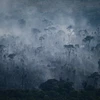 Một phần ba rừng Amazon suy thoái do hoạt động của con người, hạn hán