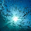 Những vấn đề cần tháo gỡ trong Hội nghị Bảo vệ Đại dương của LHQ
