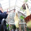 Hoa xác thối khổng lồ nở hoa tại vườn thực vật ở Hà Lan 