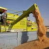 Ai Cập rút khỏi hiệp định ngũ cốc của Liên hợp quốc từ cuối tháng 6