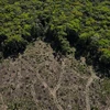 Nghị viện châu Âu thông qua dự luật giảm khí thải, tăng diện tích rừng