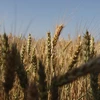 Hungary và Bulgaria ban hành lệnh cấm nhập khẩu nông sản Ukraine