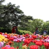Lễ hội hoa tulip Canada - Biểu tượng của hữu nghị và hòa bình quốc tế
