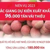 Bắc Giang dự kiến xuất khẩu 96.000 tấn vải thiều trong niên vụ 2023