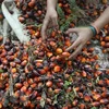 Indonesia, Malaysia đóng băng đàm phán FTA với EU do vấn đề dầu cọ