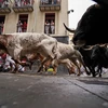 Tây Ban Nha: Hàng nghìn người dân tham gia lễ hội đấu bò San Fermin