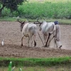 Lượng mưa thấp kỷ lục trong tháng 8 đe dọa mùa màng tại Ấn Độ