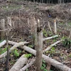 Hiện trường vụ tàn phá trái phép gần 5 ha rừng tự nhiên ở Gia Lai