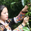 Lai Châu: Tạo dựng thương hiệu trà cổ thụ vùng biên Phong Thổ