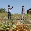 Nông dân tại Kilifi, Kenya phá bỏ ruộng ngô bị chết do hạn hán kéo dài. (Ảnh: Reuters)