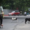 Số lượng chó hoang sống trên đường phố đang gia tăng nhanh chóng tại Ấn Độ. (Ảnh: AFP)