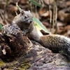 Loài sóc Formosan trở thành kẻ phá hoại đối với người dân tại thành phố Kamakura của Nhật Bản. (Ảnh: Shutterstock)