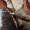 Ngư dân cắt vây một con cá mập ở Banyuwangi, Indonesia. (Ảnh: Getty Images)