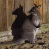 Cá thể chuột túi wallaby được chăm sóc tại Trung tâm Cứu hộ Bảo tồn và Phát triển Sinh vật Hoàng Liên thuộc Vườn quốc gia Hoàng Liên. (Nguồn: Đại sứ quán Australia tại Việt Nam)