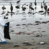 Nhân viên Sở Nông nghiệp và gia súc Chile thu nhặt những con chim cốc bị chết hàng loạt do nhiễm cúm gia cầm trên bãi biển ở Coquimbo, Chile, ngày 29/5/2023. (Ảnh: AFP/TTXVN)
